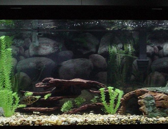 75 gallons freshwater fish tank (mostly fish and non-living decorations) - Here is my 75 Gallon tank!!