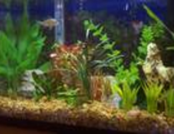 20 gallons freshwater fish tank (mostly fish and non-living decorations) - This is my 20gall tank with 30 power filter, heater, and 15 flourecent light. It houses 3 albino cory (soon to be 3 more panda cories), 1 otto, 2 bolivian rams, and 6 neon tetra, semi planted, with pea gravel, red ludgwiga, mondo grass, java moss, and java fern.