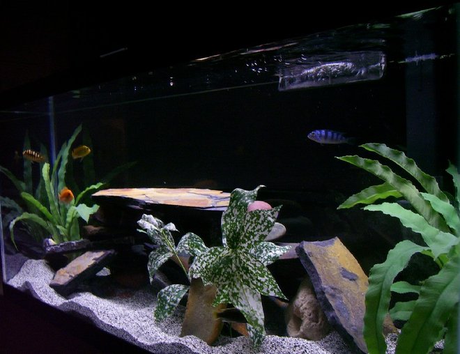 30 gallons freshwater fish tank (mostly fish and non-living decorations) - mY CiChlid TaNK!!