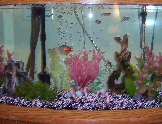 46 gallons freshwater fish tank (mostly fish and non-living decorations) - 46 gallon bowfront full view