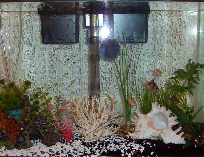 46 gallons freshwater fish tank (mostly fish and non-living decorations) - 20 gallon full view
