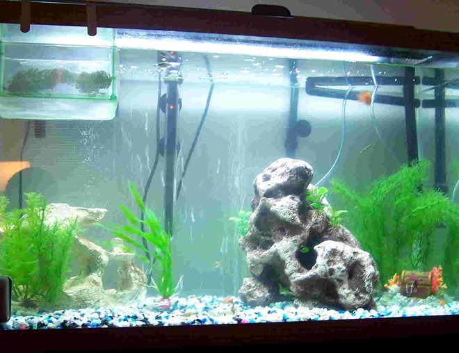 29 gallons freshwater fish tank (mostly fish and non-living decorations) - my tank (the web page wouldnt let me use a higher quality pic sorry)