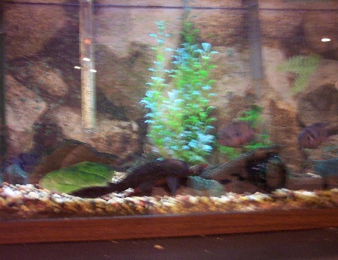 25 gallons freshwater fish tank (mostly fish and non-living decorations) - My 35 gallon tank with convicts, plecos, etc.