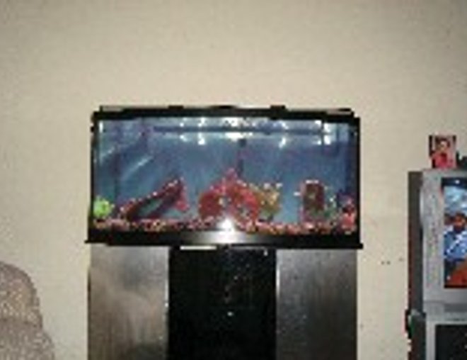 72 gallons freshwater fish tank (mostly fish and non-living decorations) - 72 gallong bowfront