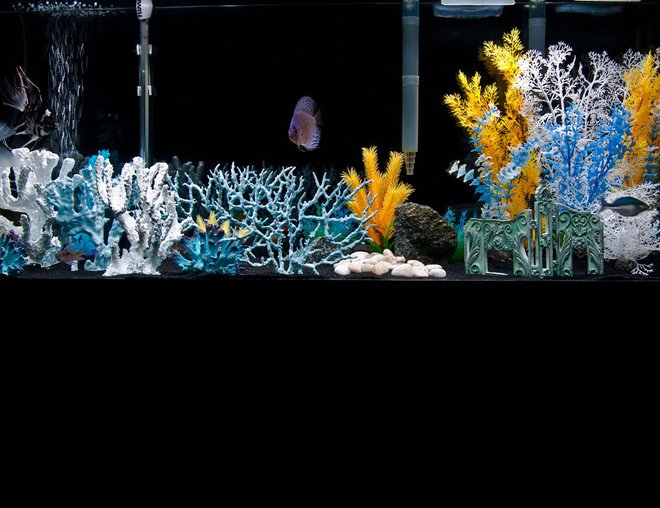 55 gallons freshwater fish tank (mostly fish and non-living decorations) - Colorful fun freshwater tank.