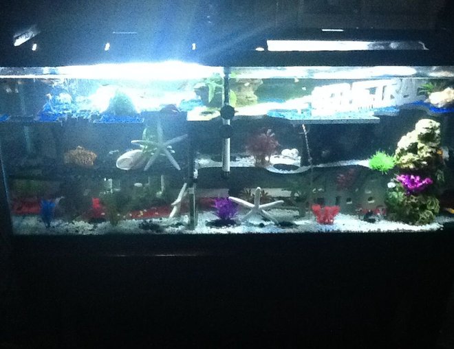 55 gallons freshwater fish tank (mostly fish and non-living decorations) - #thetraptank has three levels with fake and live plants. Triple the levels, triple the fun!