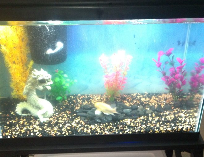 20 gallons freshwater fish tank (mostly fish and non-living decorations) - My week ld brand new wal-mart special.