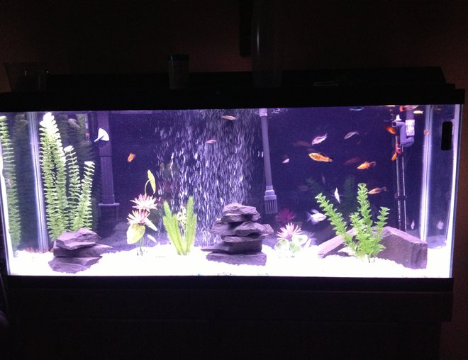 55 gallons freshwater fish tank (mostly fish and non-living decorations) - Freshwater tank with slate and a variety of community fish