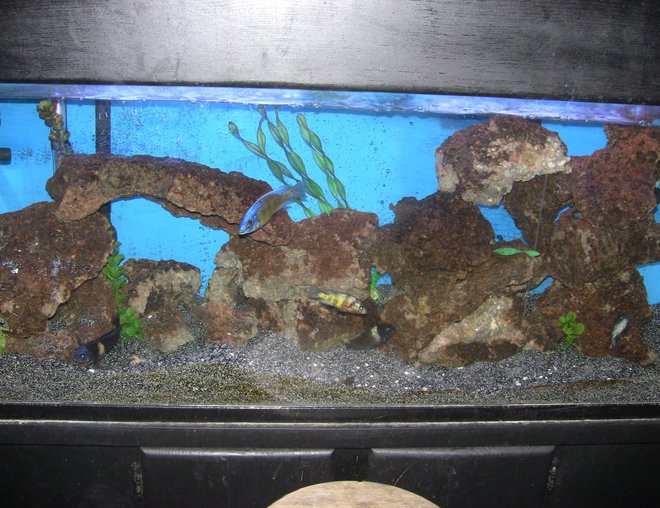 55 gallons freshwater fish tank (mostly fish and non-living decorations) - 55 gal african cichlid malawi,tanganyika, victorian mixed tank