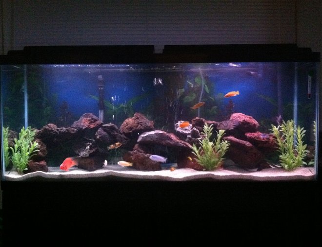 55 gallons freshwater fish tank (mostly fish and non-living decorations)