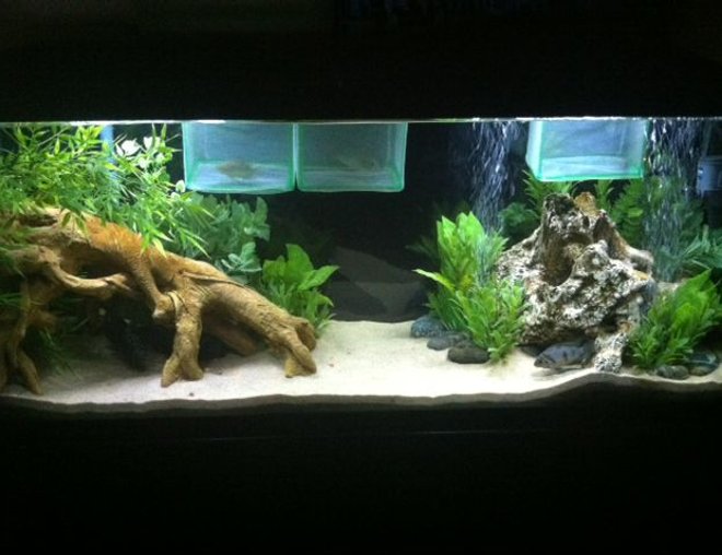 55 gallons freshwater fish tank (mostly fish and non-living decorations) - My 55