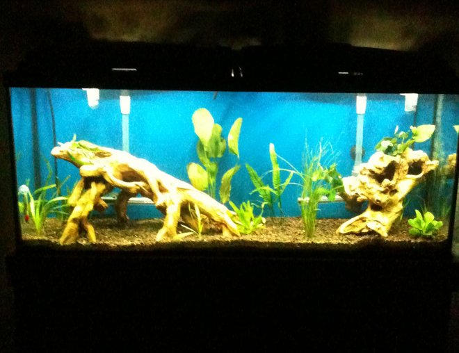 55 gallons freshwater fish tank (mostly fish and non-living decorations) - 55 Gallon Fresh