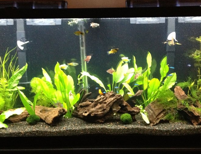 55 gallons freshwater fish tank (mostly fish and non-living decorations) - 55G FW Tropical with rainbows, tetras, platies, bolivian rams, gouramis, american flagfish, redtail black shark, singapore shrimp, ghost shrimp, rili shrimp