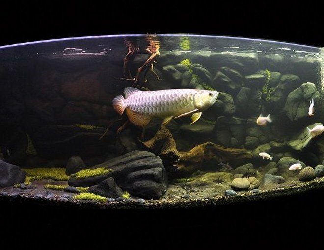 freshwater fish tank (mostly fish and non-living decorations) - The Aquarium
