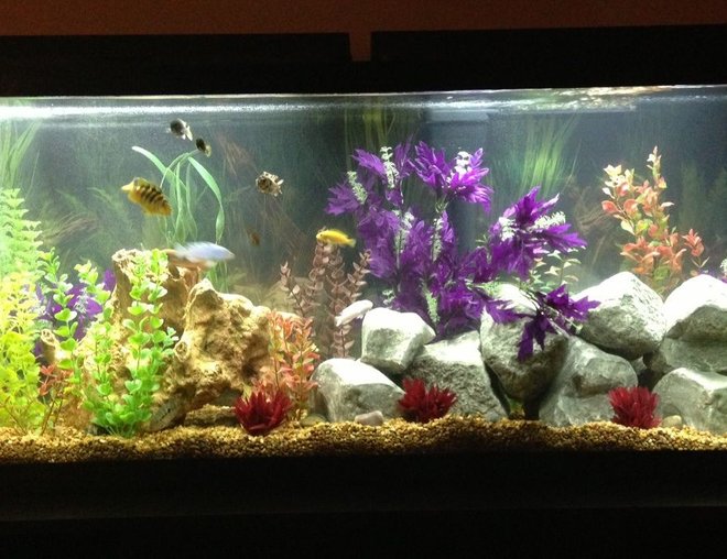 55 gallons freshwater fish tank (mostly fish and non-living decorations) - 55 gallon Cichlid tank featuring Cichlid Stones and artificial plants.