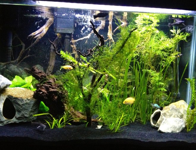 55 gallons freshwater fish tank (mostly fish and non-living decorations) - 29G low brackish lightly planted
with 3 orange chromide, 3 molly and
1 platy, 1 bumblebee goby, 2 small
catsharks. 
Plants: anacharis, watersprite, java moss, purple cabomba, italian val, dwarf sag