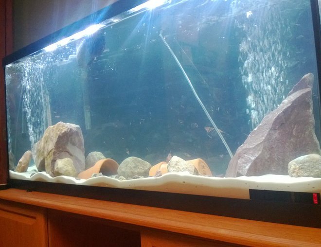 55 gallons freshwater fish tank (mostly fish and non-living decorations) - 55 gallon fresh water tank...