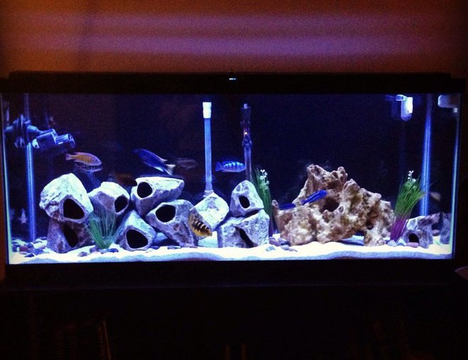 55 gallons freshwater fish tank (mostly fish and non-living decorations) - 55 gallon cichlid tank