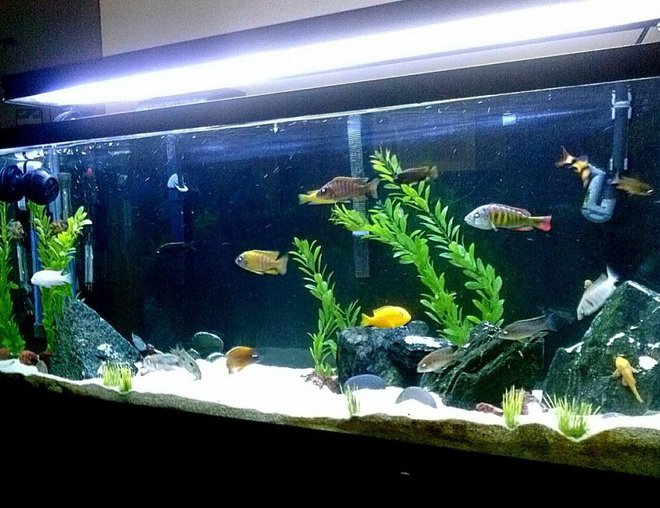 55 gallons freshwater fish tank (mostly fish and non-living decorations) - 55 gal Mixed malawi tank