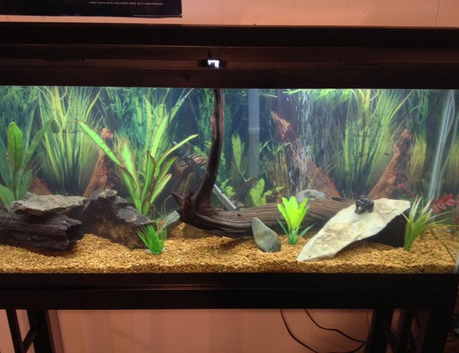 55 gallons freshwater fish tank (mostly fish and non-living decorations) - 55 gallon