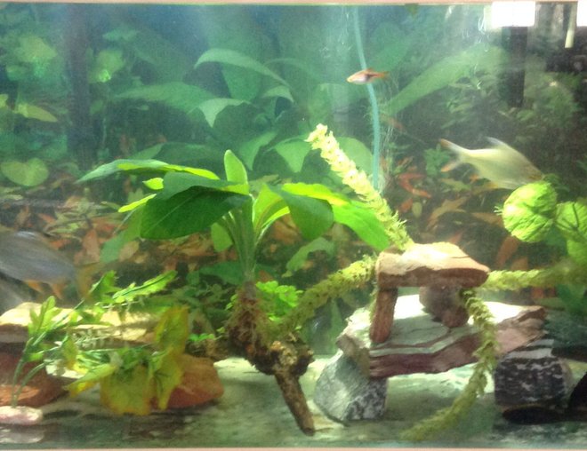 55 gallons freshwater fish tank (mostly fish and non-living decorations) - 55 gallon freshwater aquarium all artificial plants and slate, bare bottom tank
2 plecosotomus, 3 tinfoil barbs, 1 clown knifefish, 
1 rainbow shark