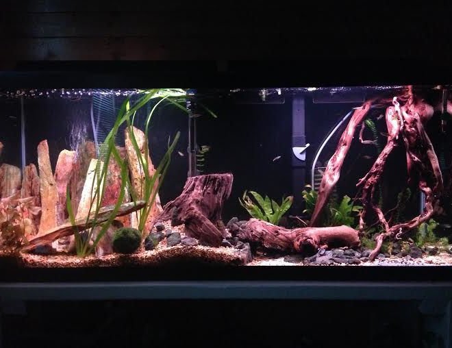 55 gallons freshwater fish tank (mostly fish and non-living decorations) - This is my aquarium. Almost all the decoration I found traveling.
