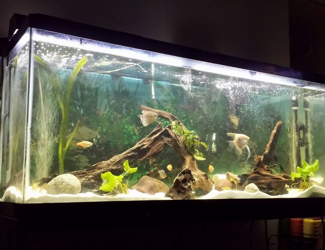 55 gallons freshwater fish tank (mostly fish and non-living decorations) - This one shows its true beauty.hope you guys appreciate it as much as I.