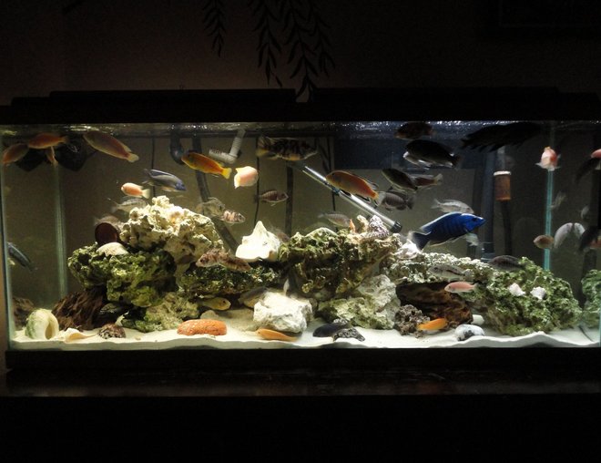 55 gallons freshwater fish tank (mostly fish and non-living decorations) - Did a complete redo. new rock. no plant. more filtration. more fish.