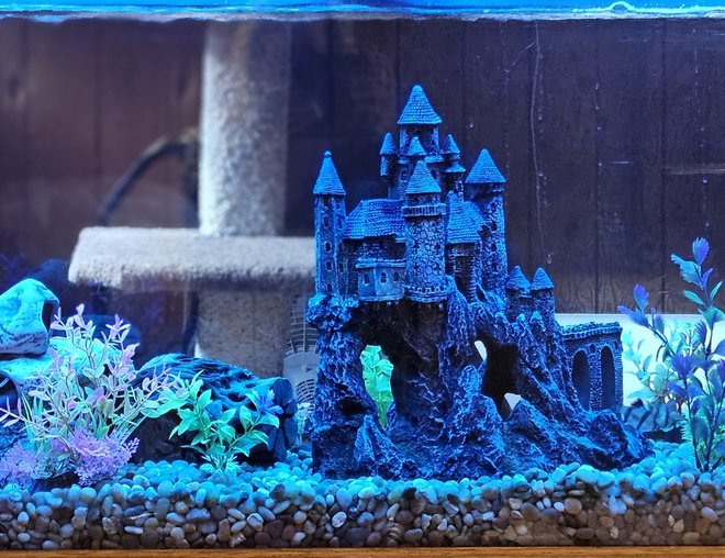 55 gallons freshwater fish tank (mostly fish and non-living decorations) - Castle