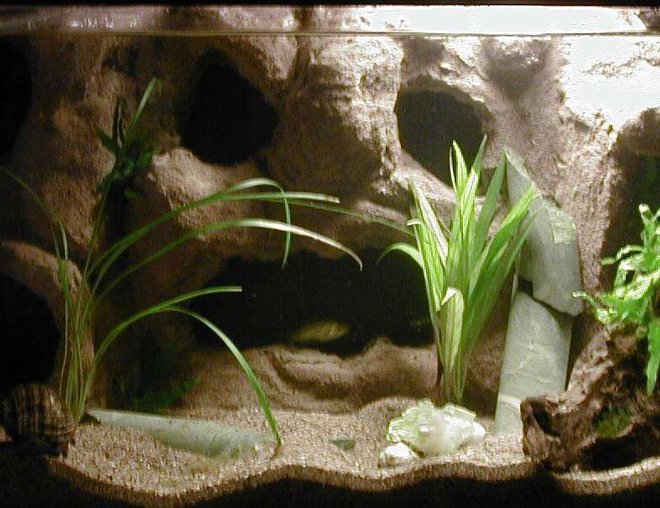 freshwater fish tank (mostly fish and non-living decorations) - My DIY Background Cave Tank