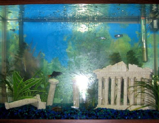 freshwater fish tank (mostly fish and non-living decorations) - 20gal tall with 4 pearl damino's, 1 red tail shark