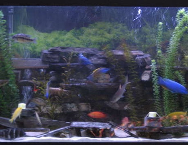 90 gallons freshwater fish tank (mostly fish and non-living decorations) - not the best pic i'm working on it