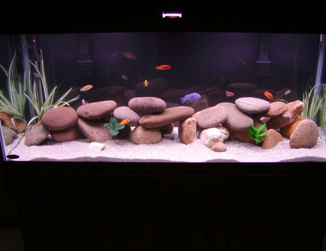 75 gallons freshwater fish tank (mostly fish and non-living decorations) - My 75 gallon Mixed African tank
