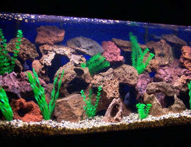 125 gallons freshwater fish tank (mostly fish and non-living decorations) - 125 frontosa colony