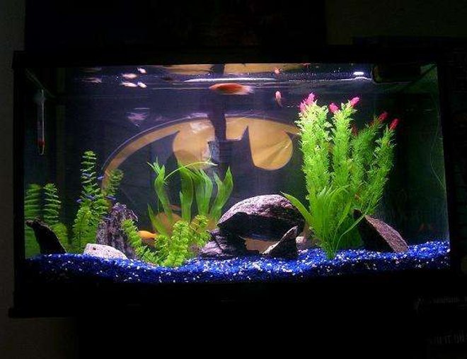 55 gallons freshwater fish tank (mostly fish and non-living decorations) - ya kno