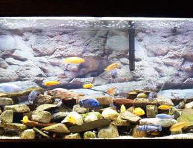 55 gallons freshwater fish tank (mostly fish and non-living decorations) - j