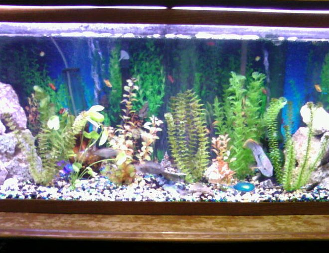 55 gallons freshwater fish tank (mostly fish and non-living decorations) - Picture of my tank rearranged with different fish

Bad quality taken with cell phone
