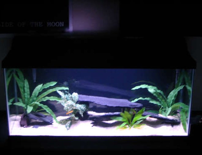 30 gallons freshwater fish tank (mostly fish and non-living decorations) - Whole tank