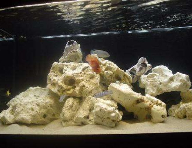 50 gallons freshwater fish tank (mostly fish and non-living decorations) - My current display tank... due for a full upgrade...  With this one,  I wanted a really striking contrast between the dark background and light rocks / sand. Scale was important too - i wanted the large rocks and moderately sized fish to suggest a much bigger space.  Sort of in line with what Takashi Amano does with plants, not that i think my work compares to his!!  Hope you like it...!!!