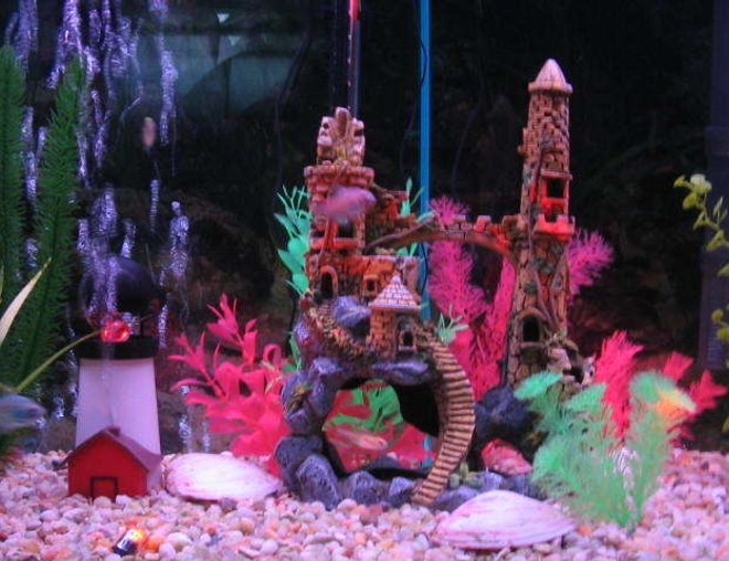 55 gallons freshwater fish tank (mostly fish and non-living decorations) - closeup 2