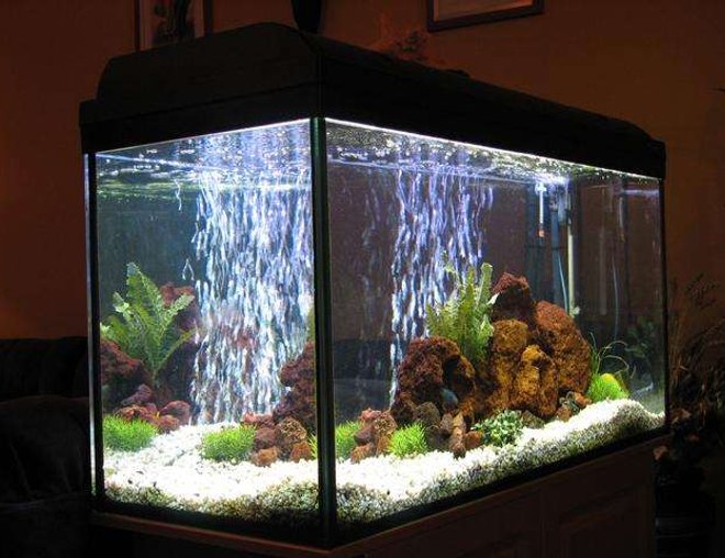 50 gallons freshwater fish tank (mostly fish and non-living decorations) - Malawi tank