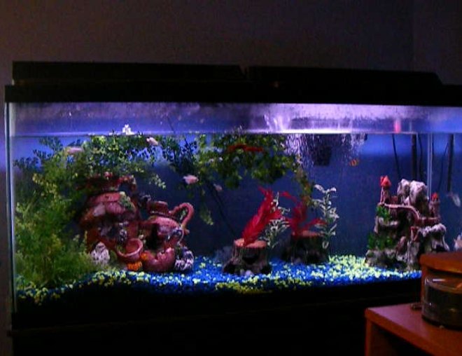 55 gallons freshwater fish tank (mostly fish and non-living decorations) - none