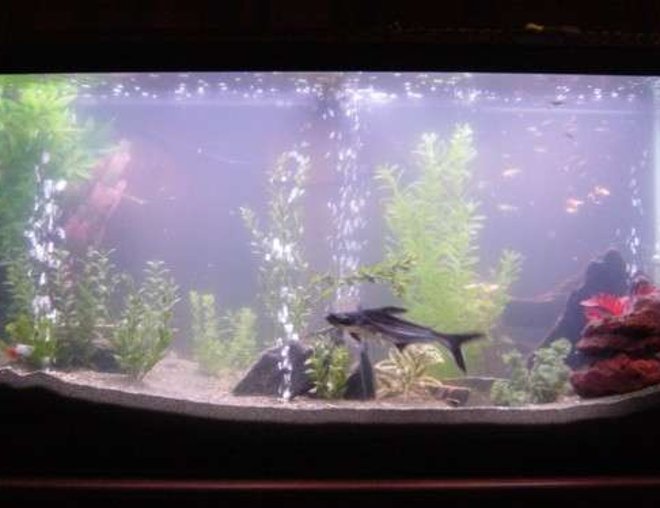 90 gallons freshwater fish tank (mostly fish and non-living decorations) - Here is our 90 gallon!