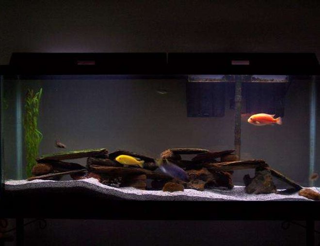 55 gallons freshwater fish tank (mostly fish and non-living decorations) - My 55gal assorted Malawi cichlid tank. Also 2 plecos, 2 danias, and botia.