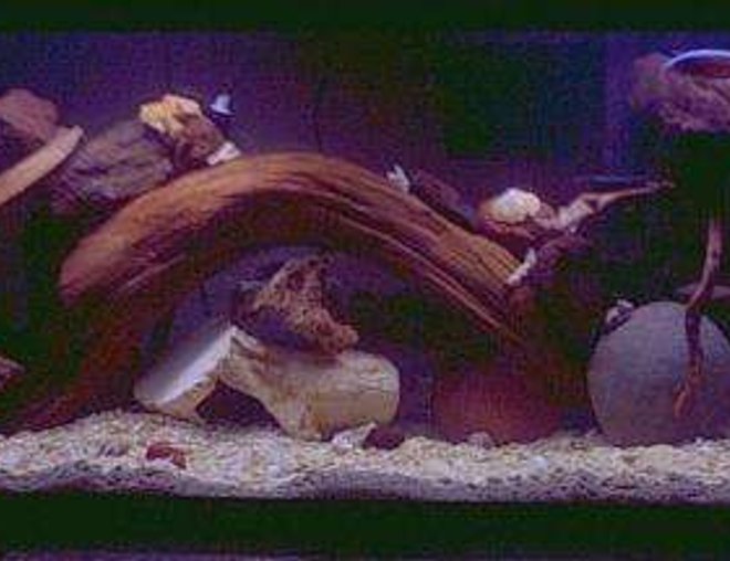 60 gallons freshwater fish tank (mostly fish and non-living decorations) - malawi tank with a bichir