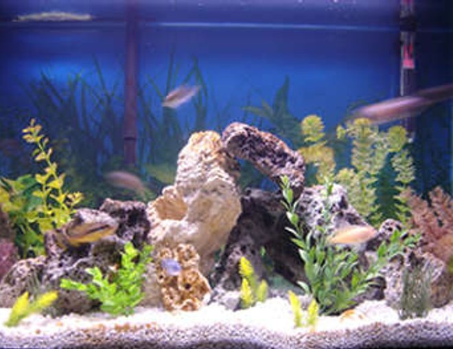 29 gallons freshwater fish tank (mostly fish and non-living decorations) - 29 gallon cichlid tank