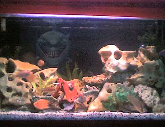 50 gallons freshwater fish tank (mostly fish and non-living decorations) - pix #2
50 gal.
overhead filter, air bubbles, fake plants, skull stones, garden rocks, 5 colors sand.
Fishes are escondido, 1 white cichlid, blue jewel, 5 colors peacock, surinamensis, tangerine, yellow prince, malari, green ceverum, 3 parrots, jacob, red peacock, blue dolphin, venustus, lanisticola and a pleco.