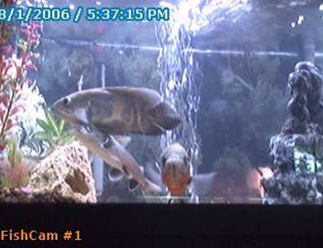 75 gallons freshwater fish tank (mostly fish and non-living decorations)