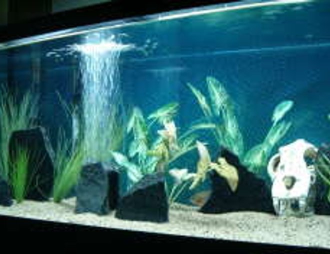 75 gallons freshwater fish tank (mostly fish and non-living decorations) - 75g. w/ juvi. black piranha