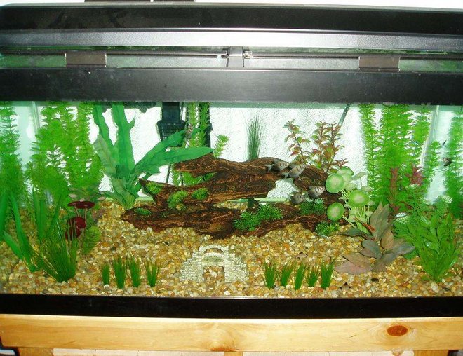 50 gallons freshwater fish tank (mostly fish and non-living decorations) - Black Skirts
